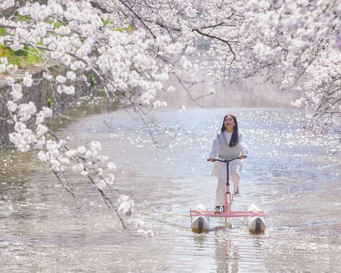 森と湖のリゾート ロマンの森共和国の桜（君津市） お花見2025 ウォーカープラス