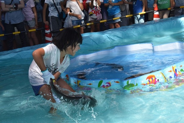 ＜画像1 / 5＞高級魚のつかみ取りも！“鹿屋カンパチ”が狛江をジャック｜ウォーカープラス