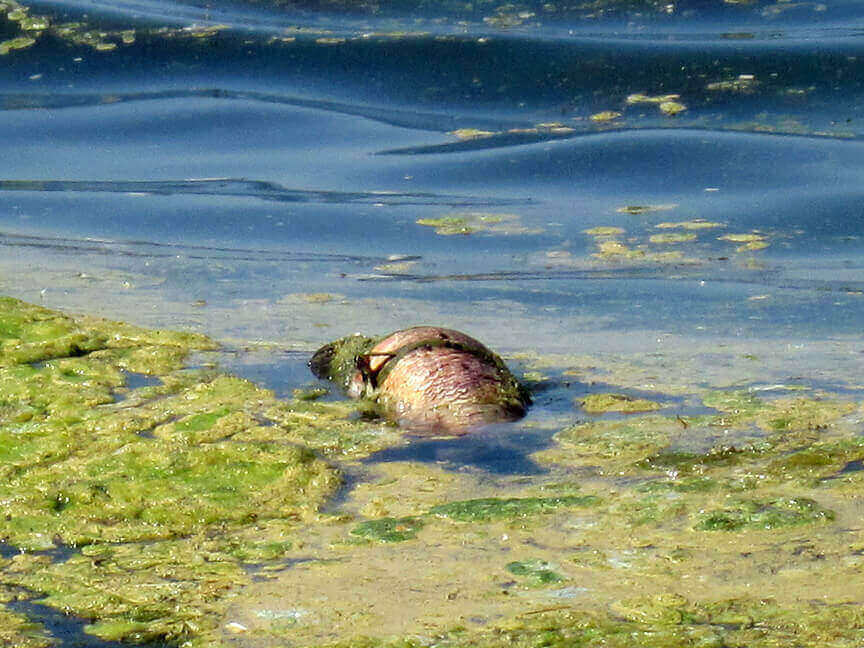 UW scientists say invasive species impacts much worse than thought