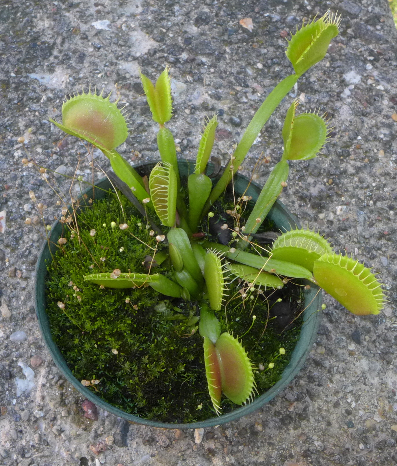 UW botanist leads petition to give Venus flytrap endangered species