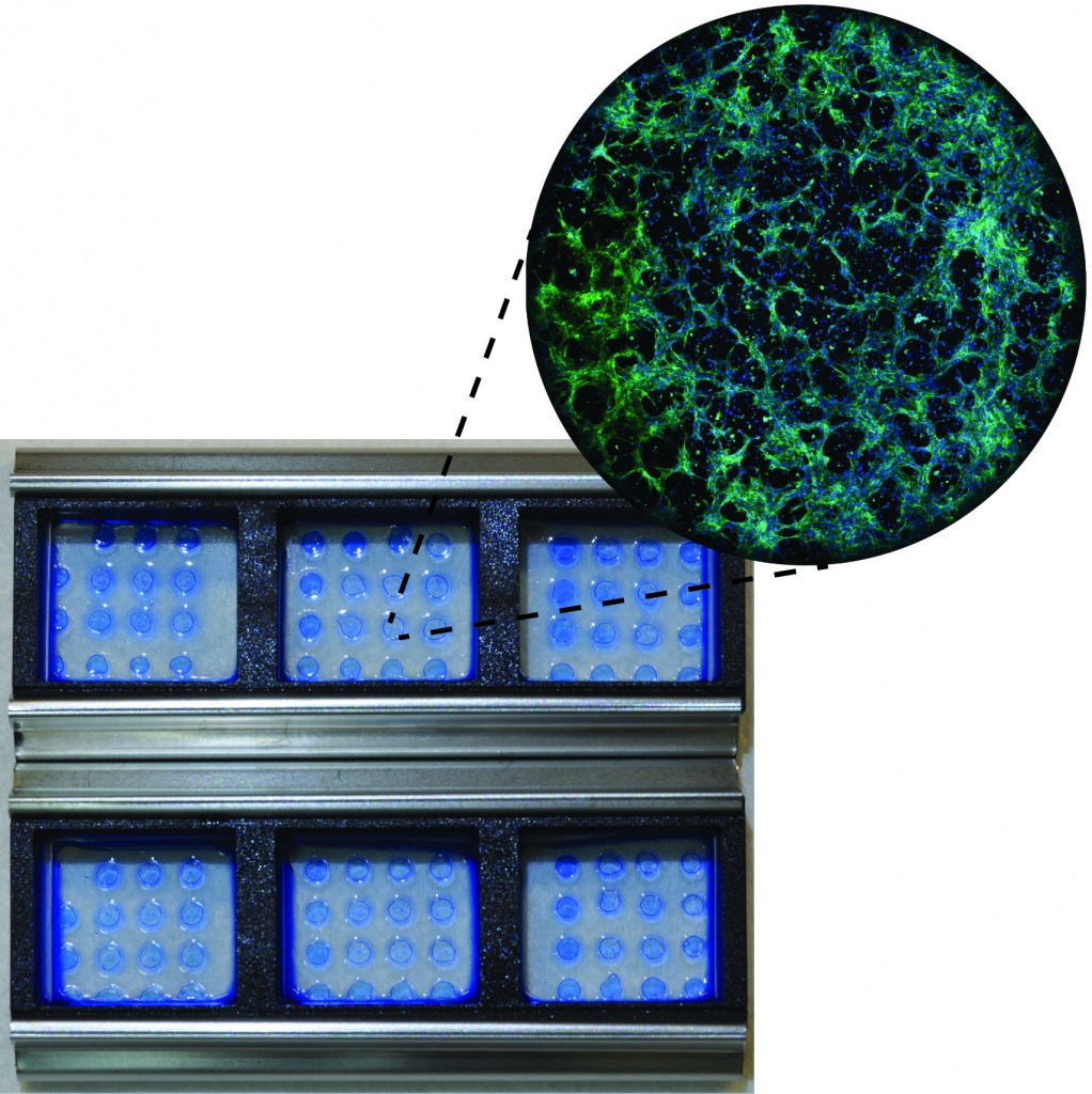 Advance furthers stem cells for use in drug discovery, cell therapy