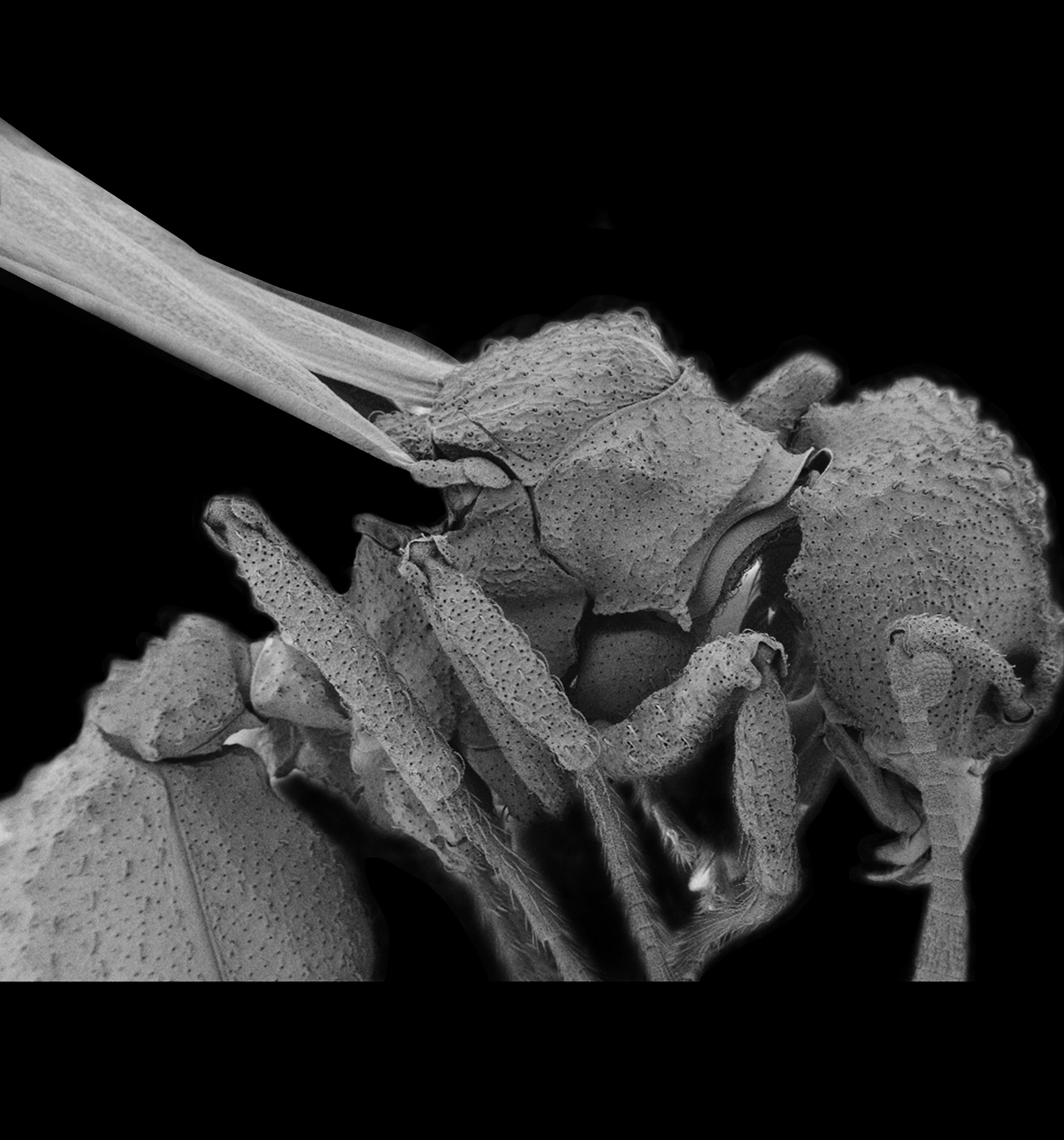 Set in amber, fossil ants help reconstruct evolution of fungus farming
