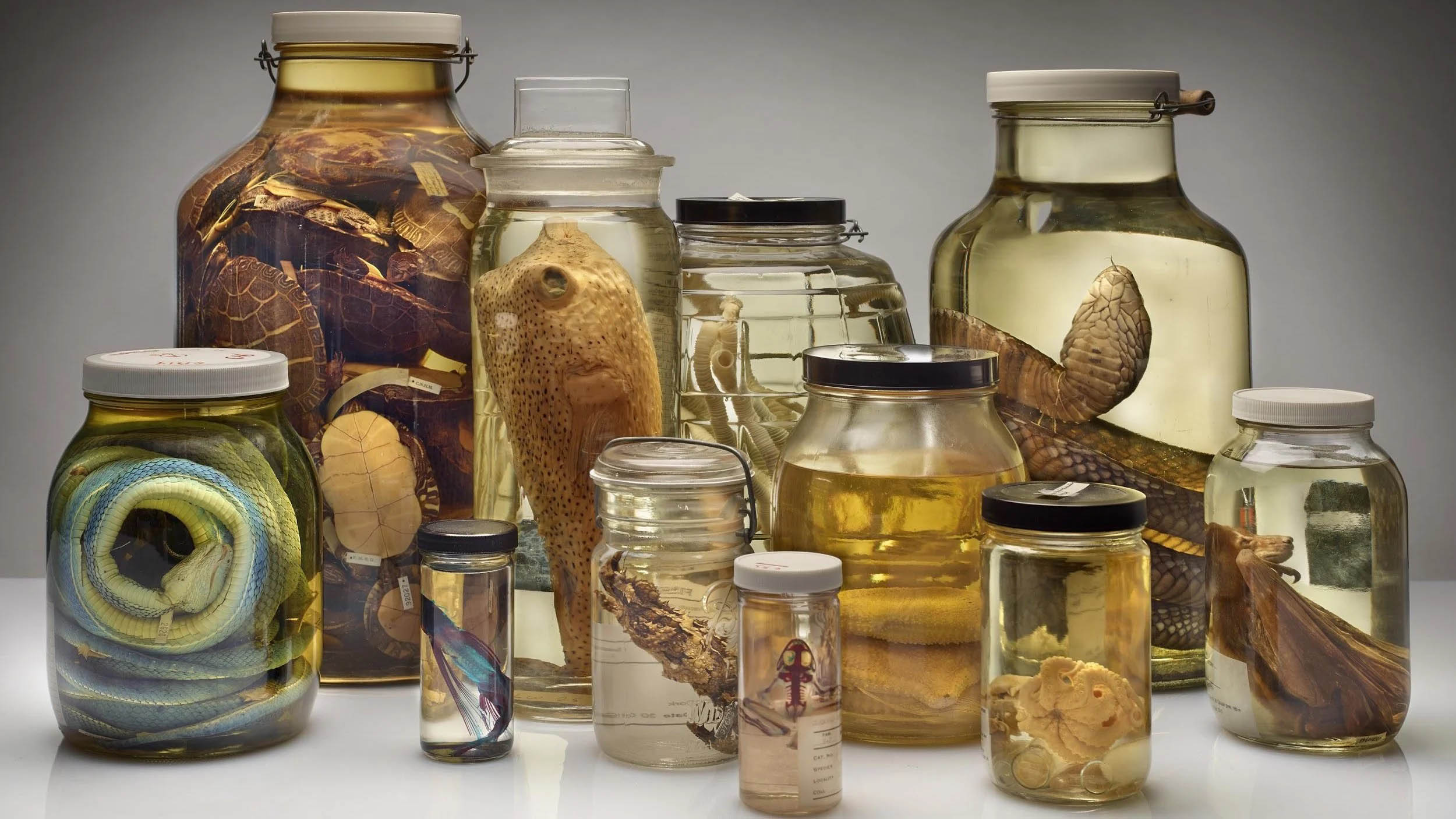Calling All Community Scientists The Field Museum Needs Help Bringing