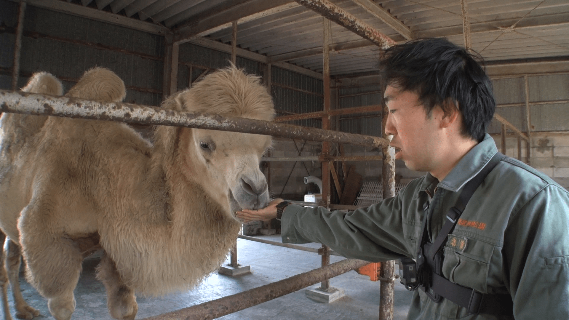√無料でダウンロード！ 働く動物 654553働く動物 イラスト