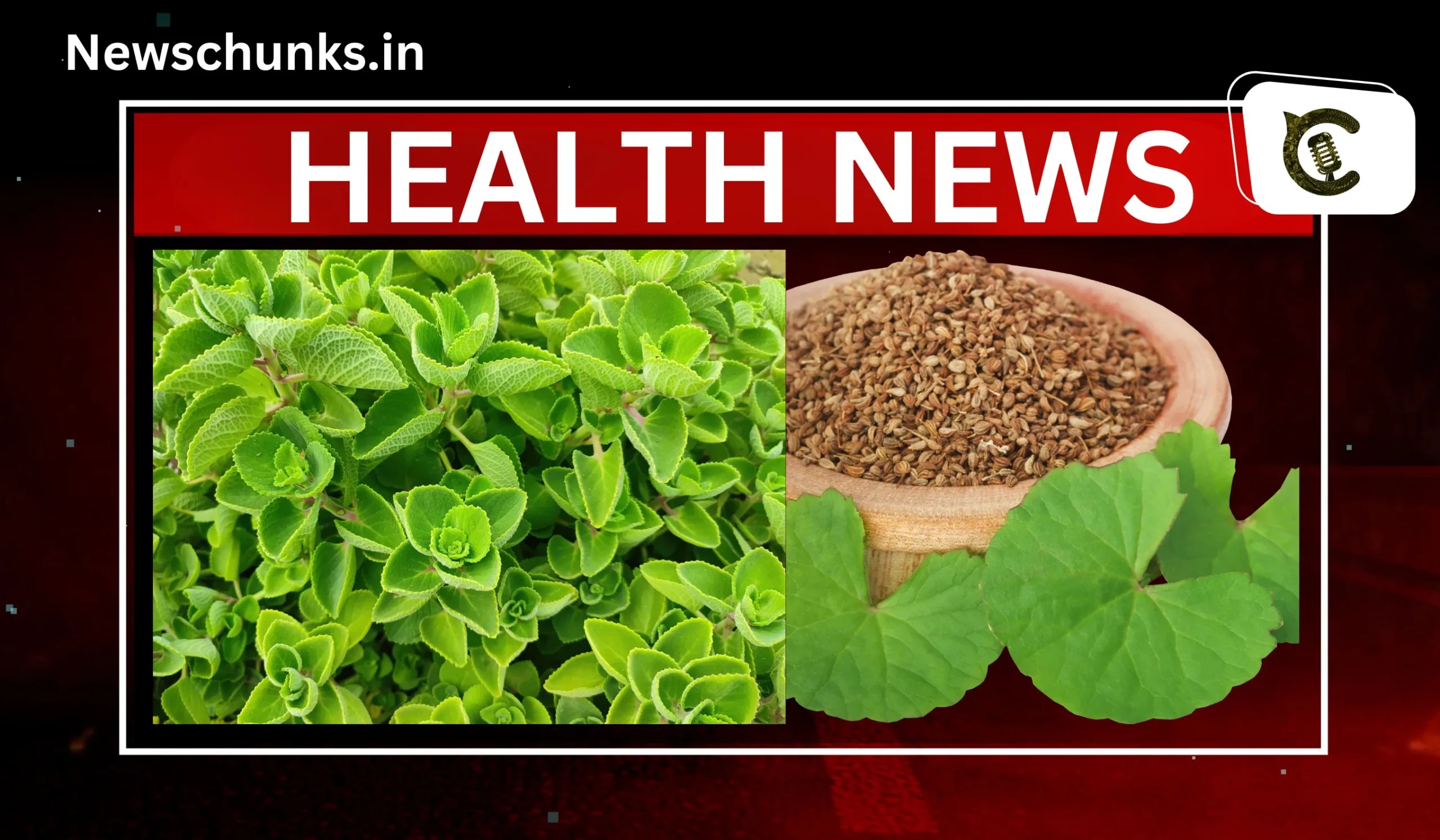 Ajwain Patte Ke Fayde अजवाइन की पत्तियां में है कई बीमारियों के इलाज, जानें कैसे करें इसका सेवन
