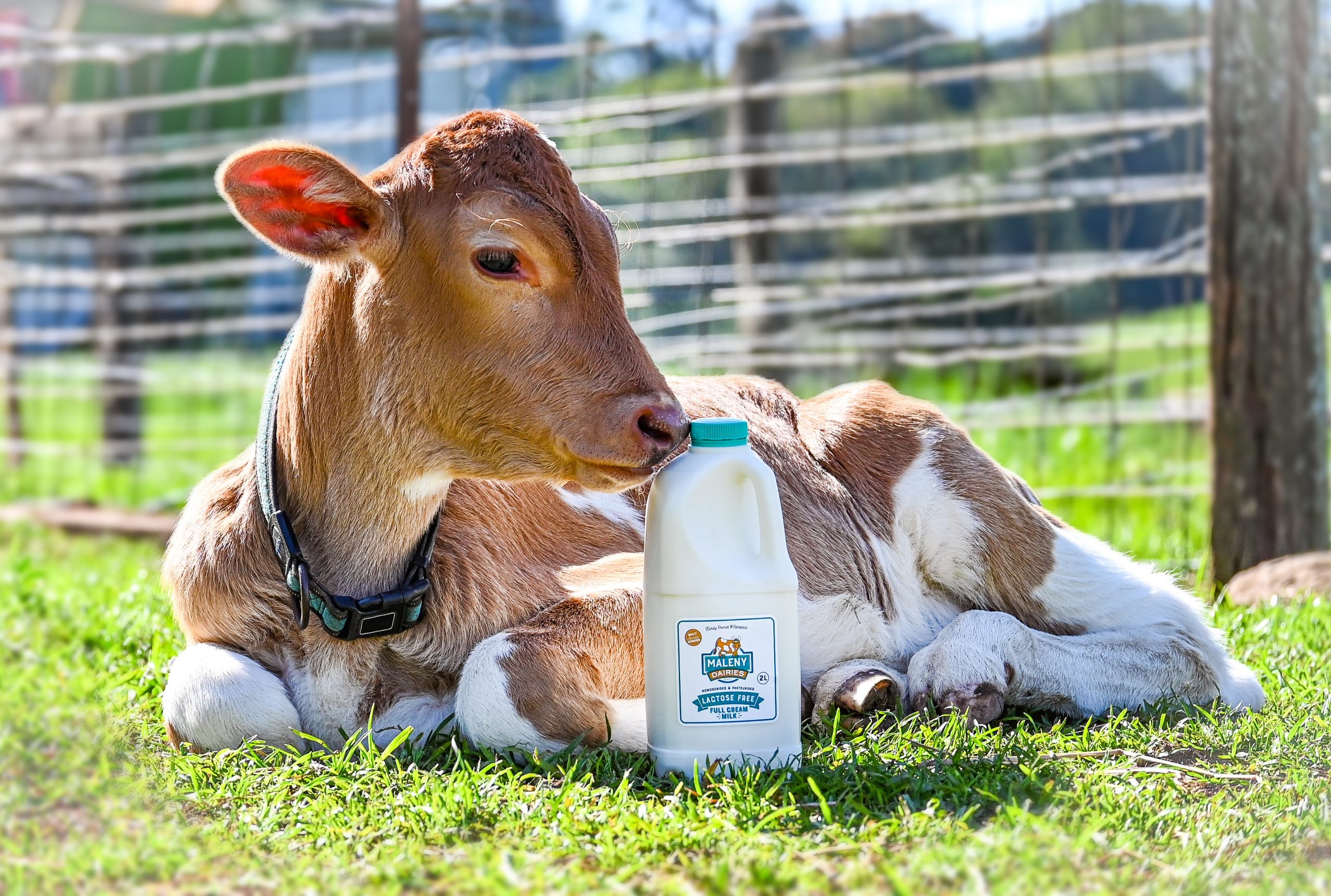 Maleny Dairies introduces Lactose Free Full Cream Milk to the market