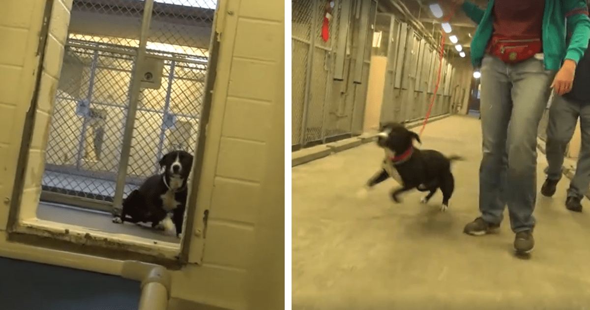 Photos Of Shelter Dogs The Moment They Realize They’re Being Adopted