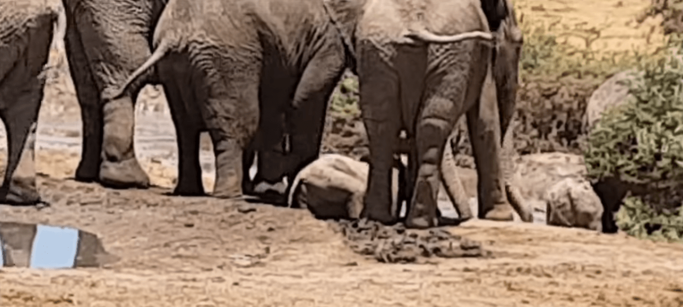 When the herd of this baby elephant was forced to abandon it, help came