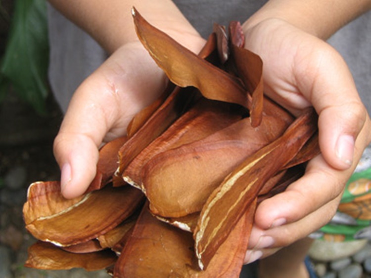 Amazing Numerous Health Benefits Of Mahogany Seeds