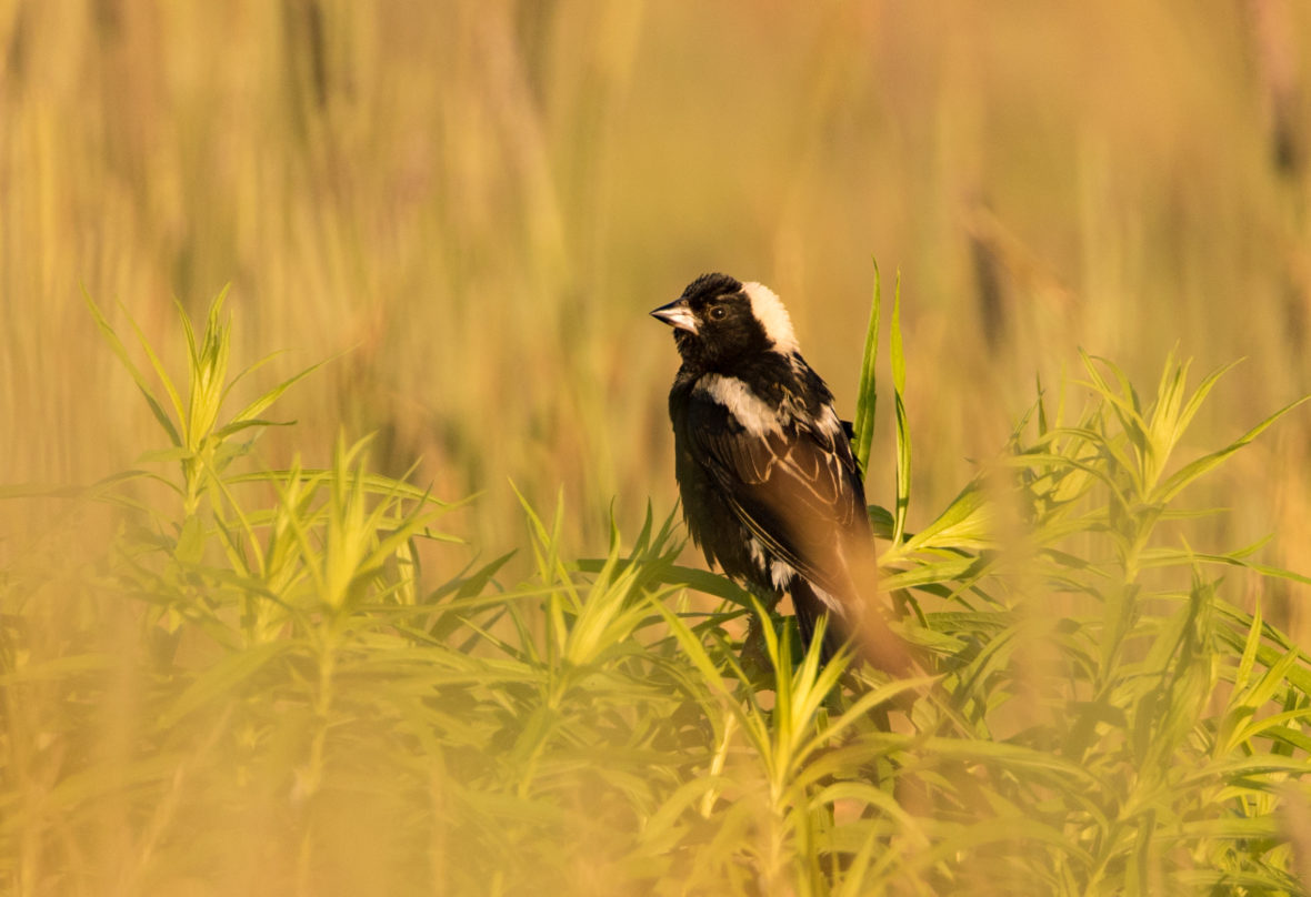 Meet some of the beautiful birds that call P.E.I. home CBC News
