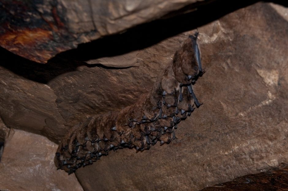 Inside Alberta's biggest bat cave CBC News