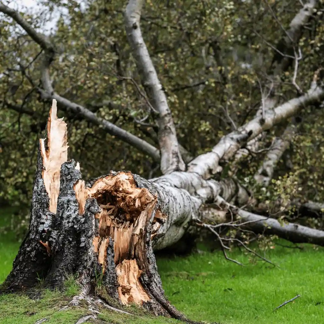 Ikelenge district Man crushed to death by tree falling on him News