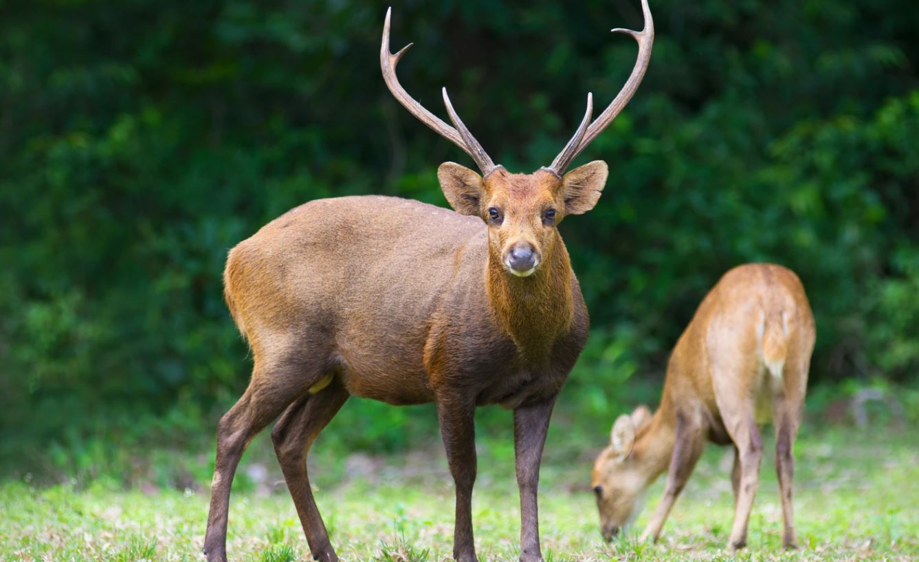 Four held in Assam for selling hog deer meat News Live