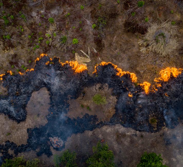 Amazon rainforest fires What is the real cause behind the fire? What