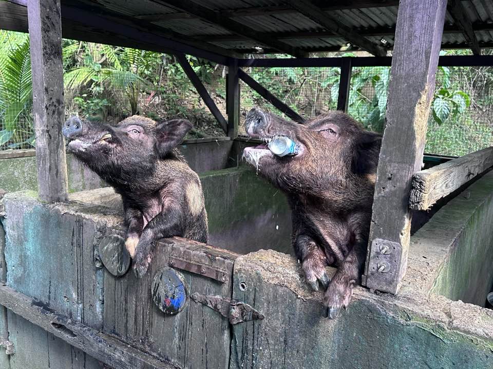 Discover the Unique Attraction of BeerDrinking Pigs and Try the Local