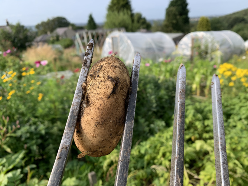 Spring seeds from Growing Newsome Newsome Grapevine