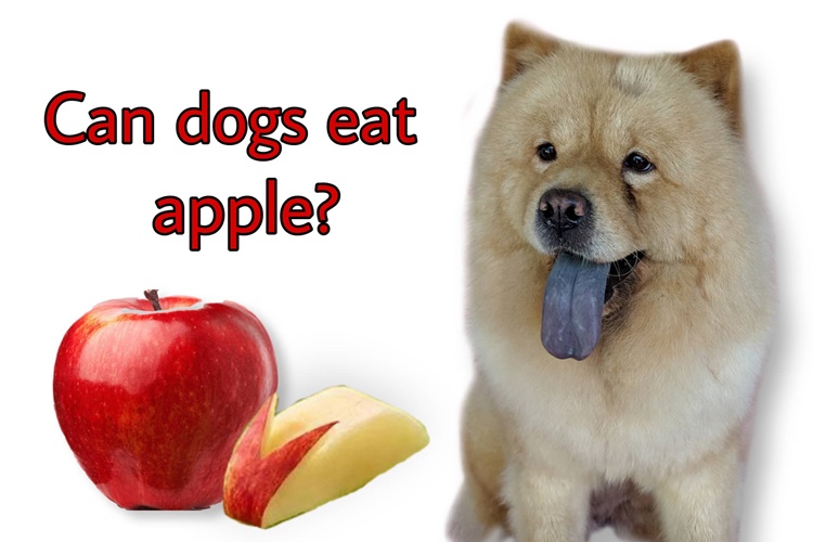 Can Dogs Eat Apple?