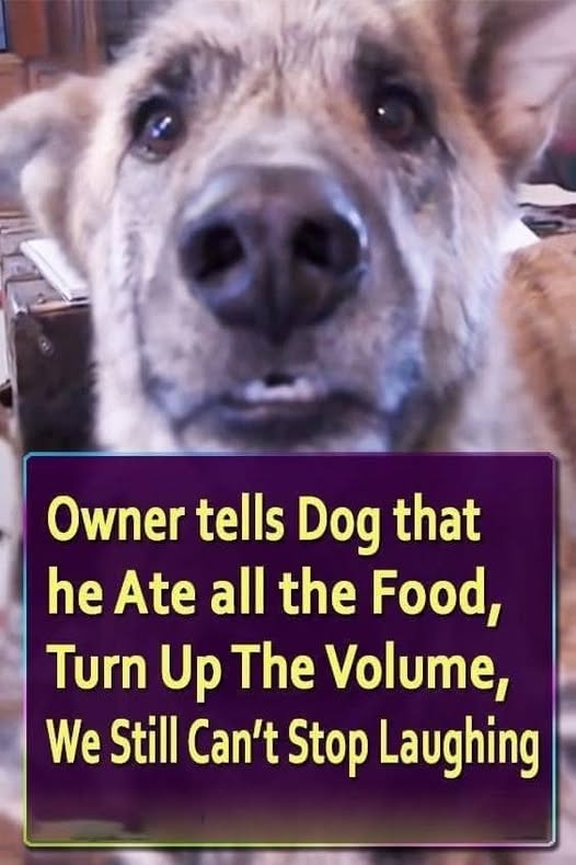 Owner tells Dog that he Ate all the Food, Turn Up The Volume — We Still