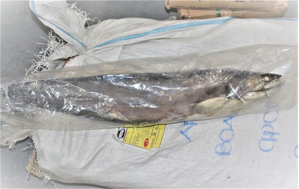 Four Charged With Smuggling Banned Catfish Into US NEWS RANGERS