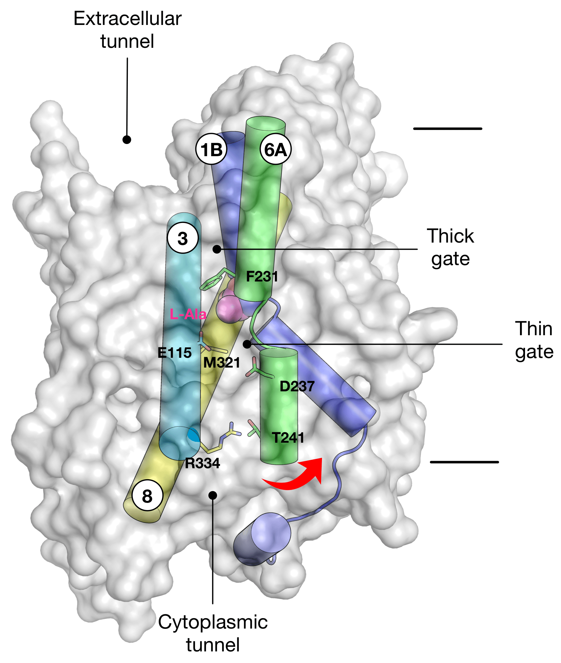Amino acid transporters Newstead Group
