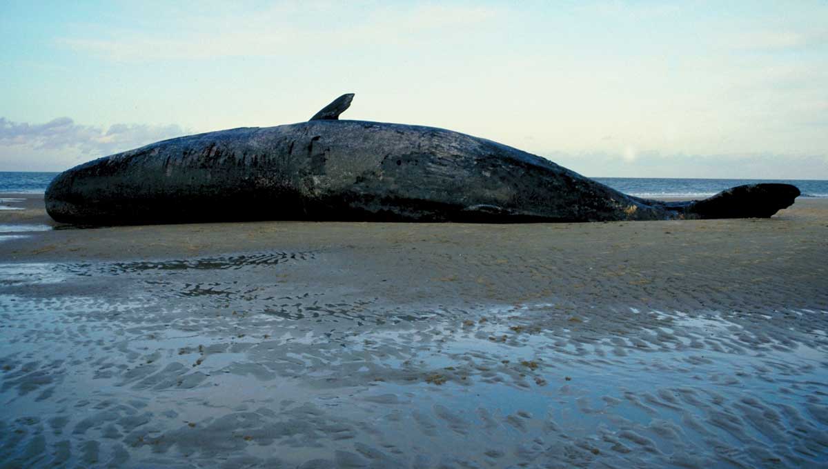 Beached migrants wondering how to get same sympathy as beached whales