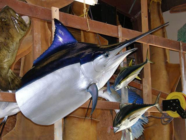 Black Marlin Mounts New Wave Taxidermy