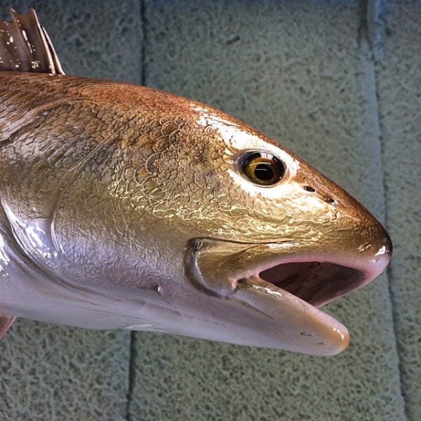 Redfish Mounts Replica Mounts from New Wave Taxidermy