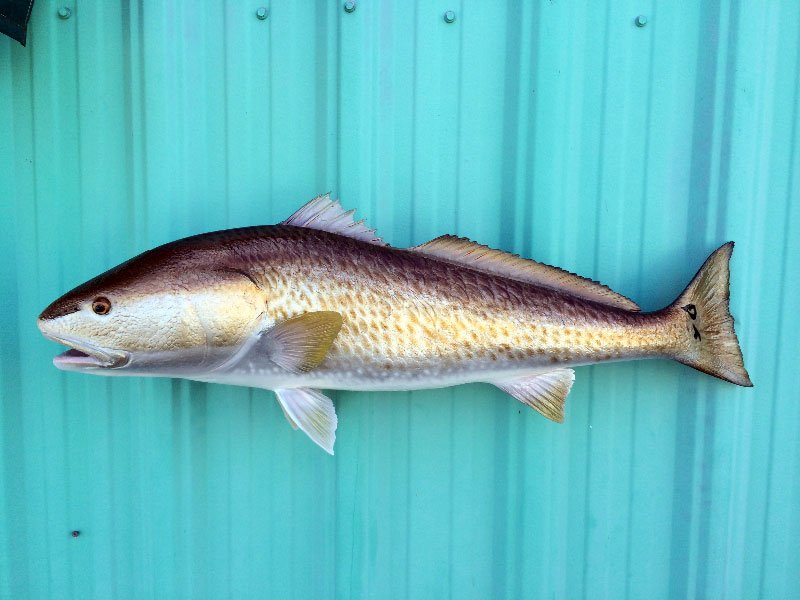 Redfish Mounts Replica Mounts from New Wave Taxidermy