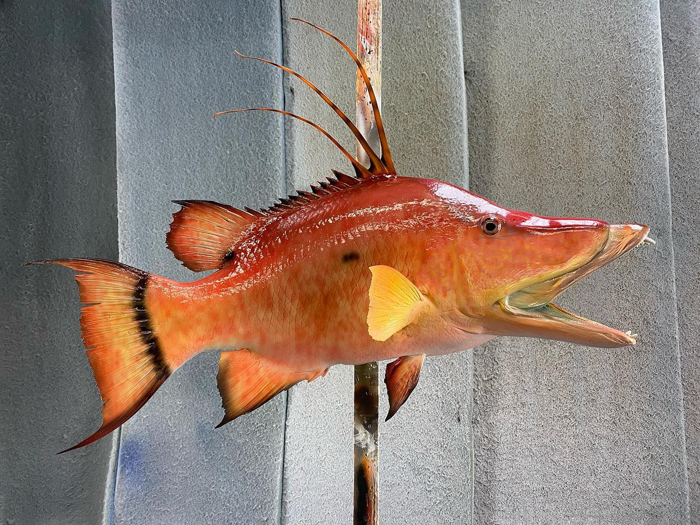 Hogfish Mounts Replica Mounts by New Wave Taxidermy Stuart, FL