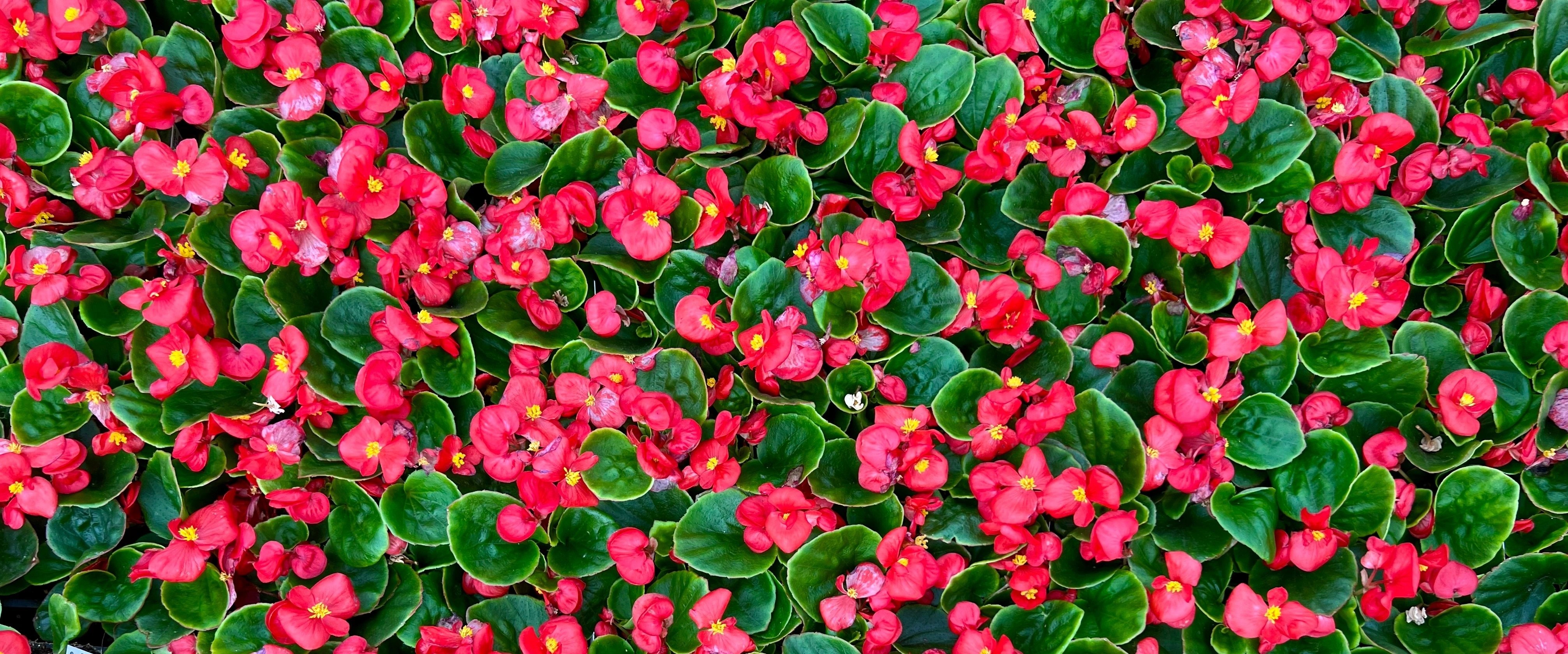 Northern Exposure Amber Coral Bells (Heuchera 'TNHEUNEA') in
