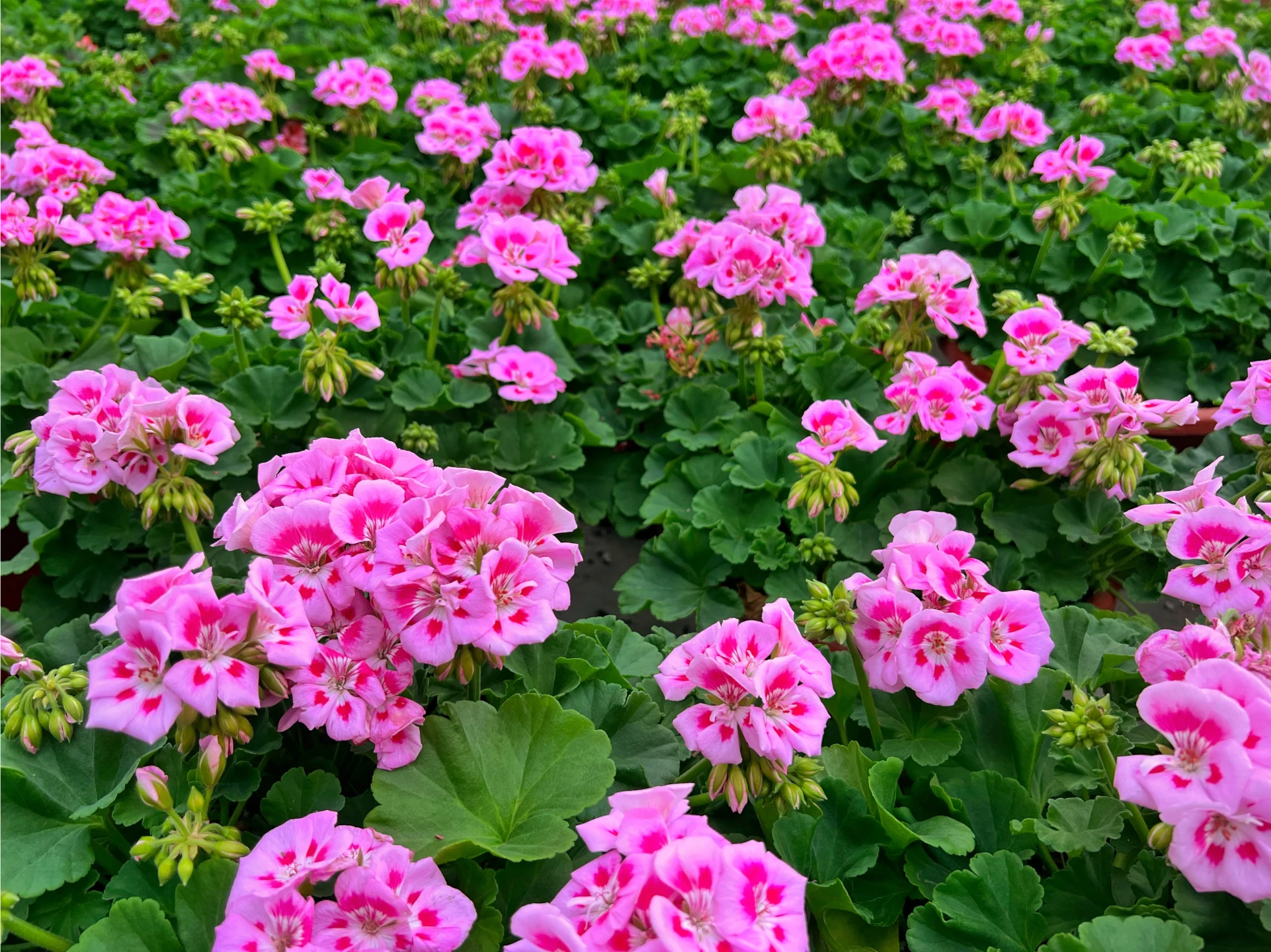 Sales & Coupons for Sunrise Greenhouse Woldhuis Farms Garden Center