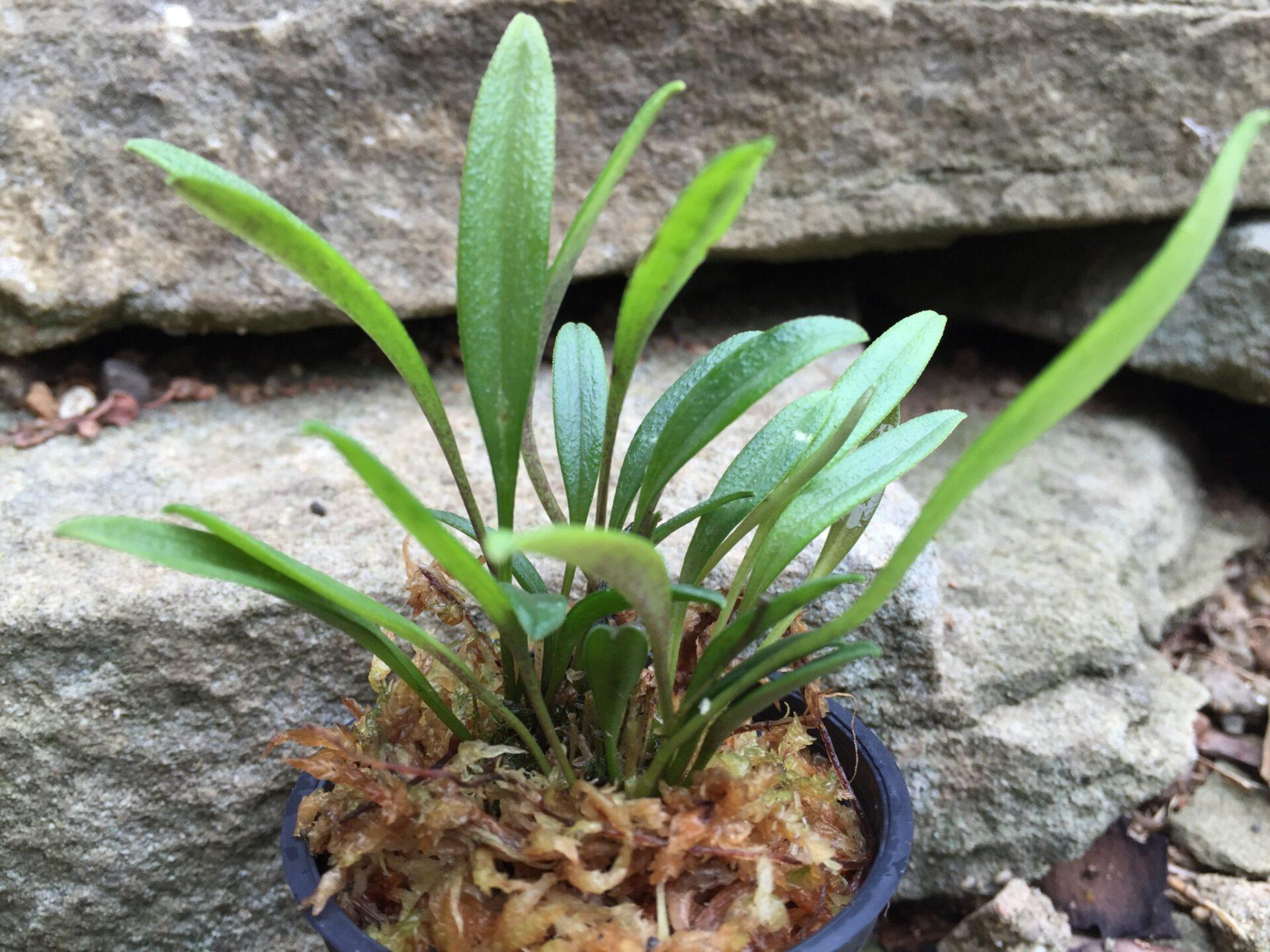 Moss is my favorite New World Orchids