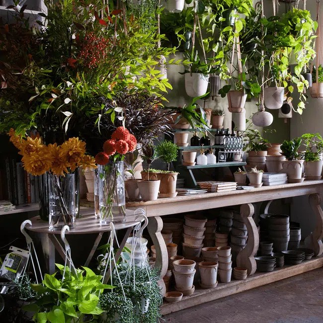 15 PREMIER Plant Stores in New York City (Beginner Friendly)