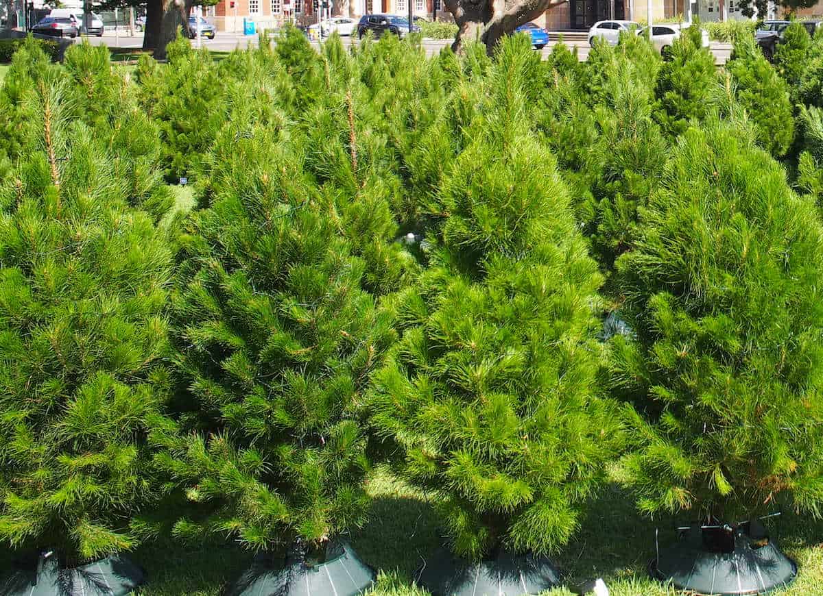 Where to Buy a Real Christmas Tree in Newcastle, Lake Macquarie