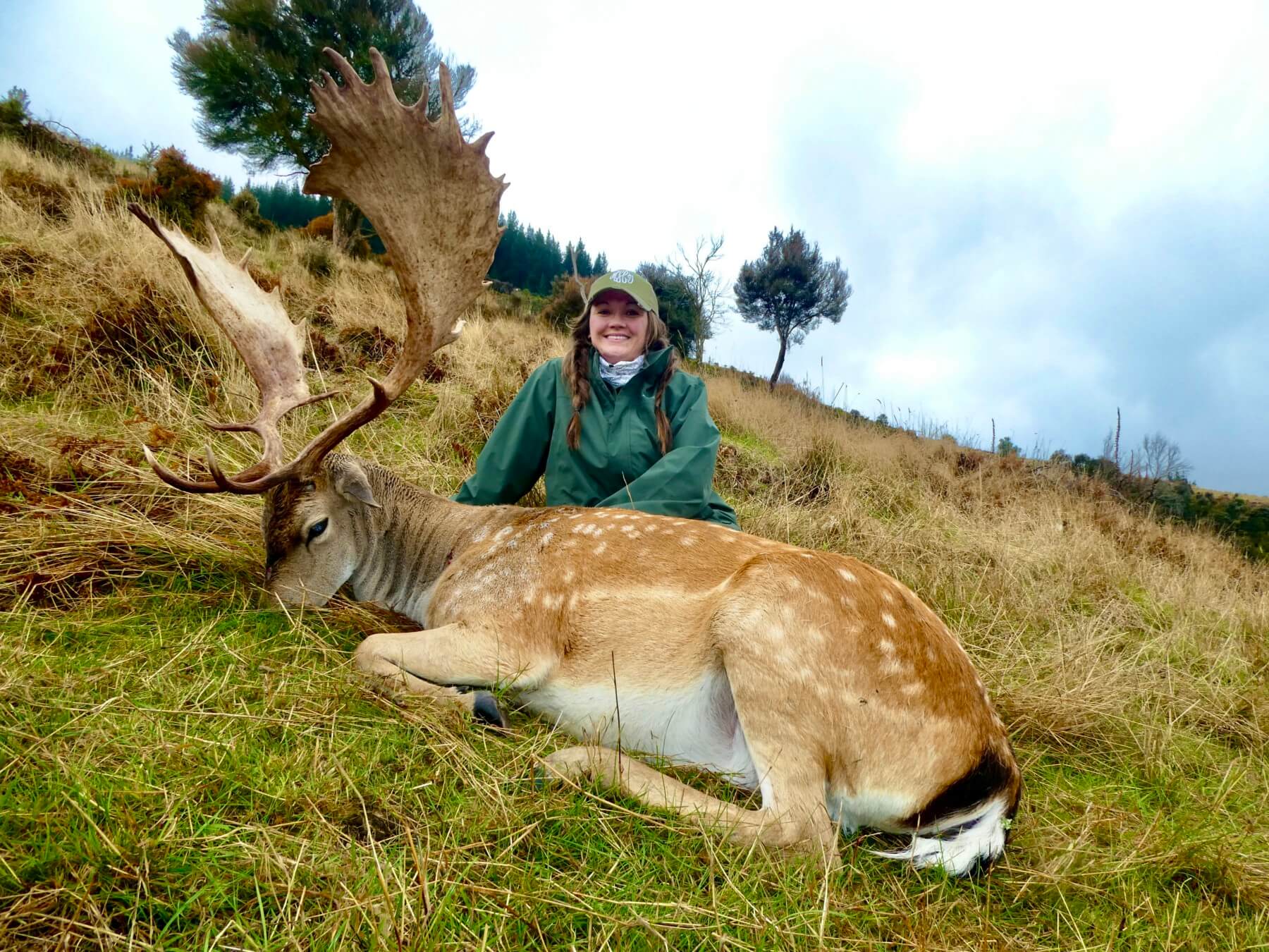 Fallow Deer · New Zealand Safaris