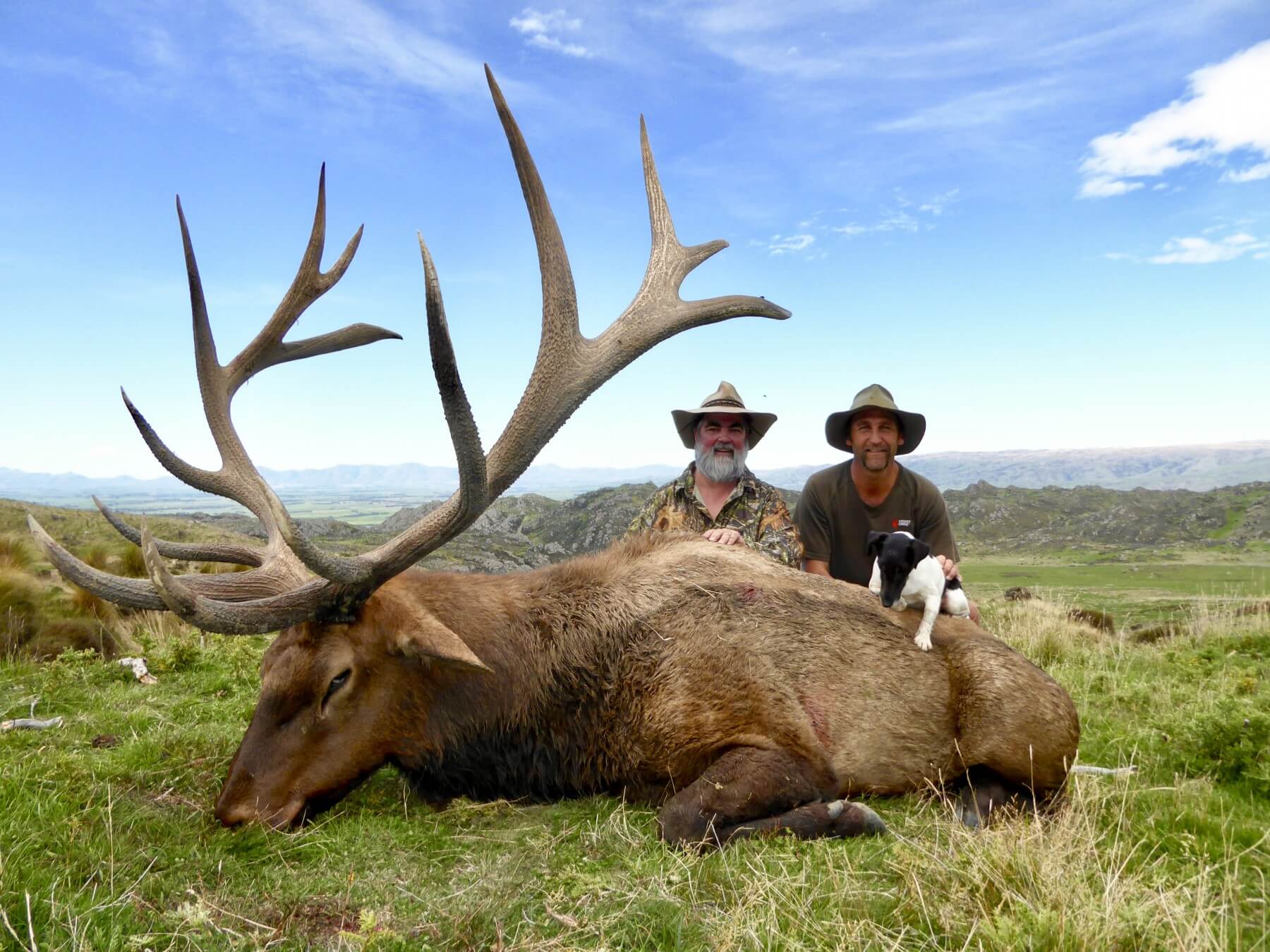 Elk · New Zealand Safaris