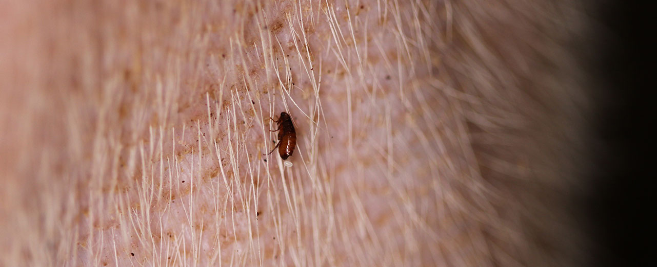 Can Dog Fleas Live On Cats at Charles Brigman blog