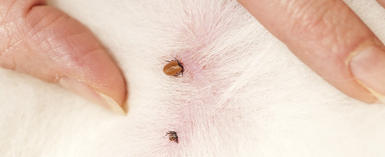 Ticks On Dogs | Ultimate Guide To Symptoms and Treatment | NexGard 