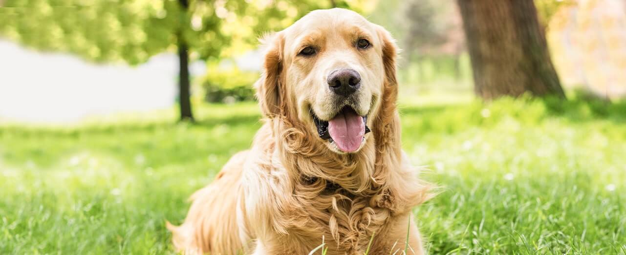 Ticks On Dogs Ultimate Guide To Symptoms and Treatment NexGard® Range