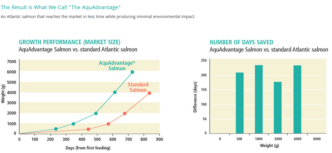 5 tons of modified salmon that grows twice as fast sold in