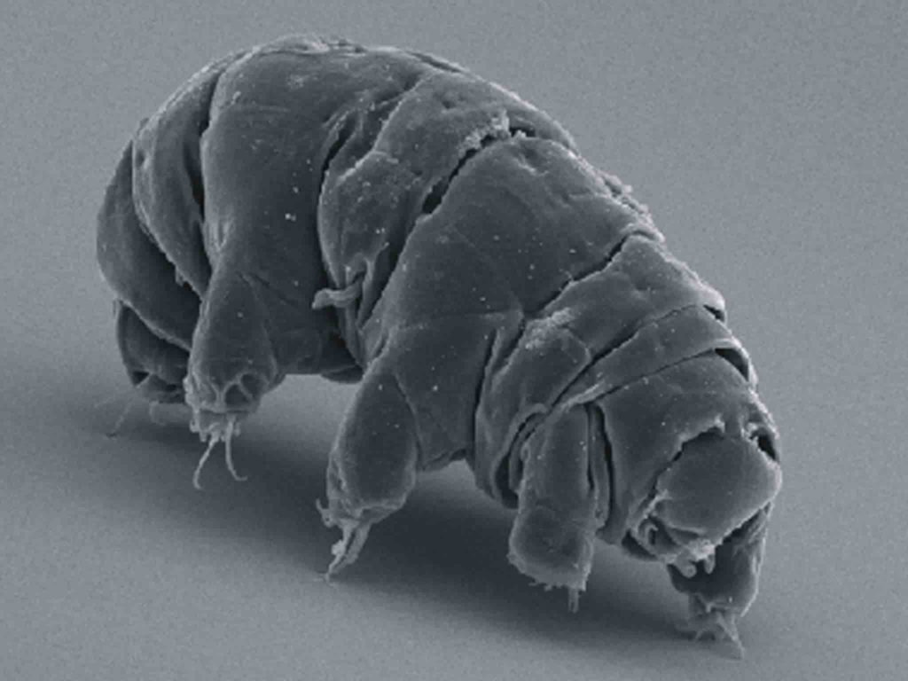 Natural Cryogenic worm frozen for 42000 years beats