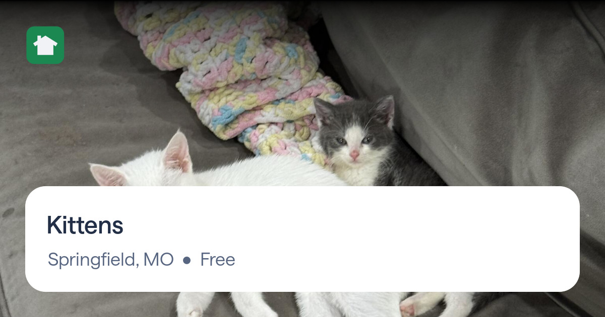 Kittens for Free in Springfield, MO For Sale & Free — Nextdoor
