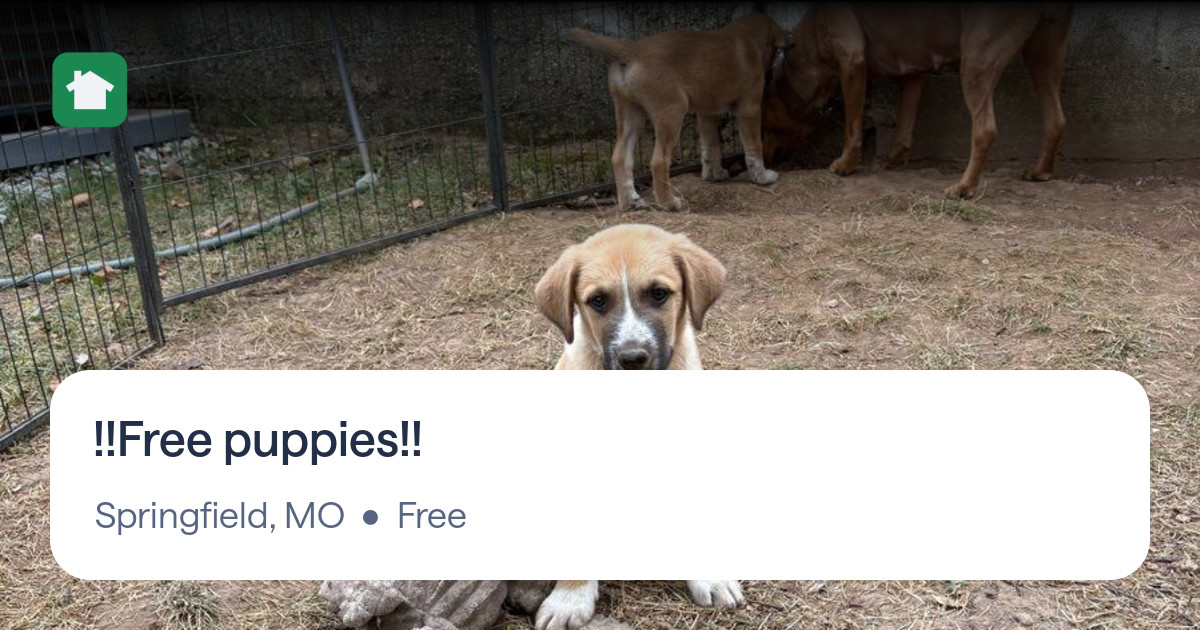 !!Free puppies!! for Free in Springfield, MO For Sale & Free — Nextdoor
