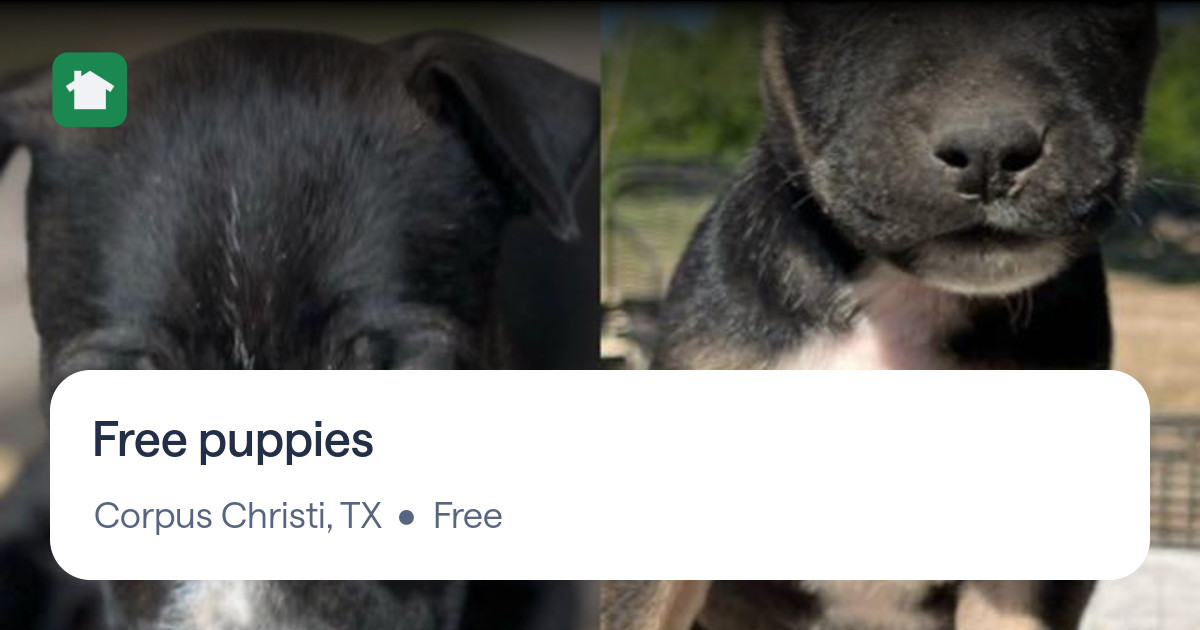 Free puppies for Free in Corpus Christi, TX For Sale & Free — Nextdoor