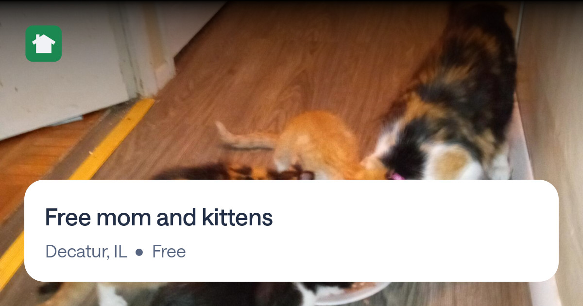 Free mom and kittens for Free in Decatur, IL For Sale & Free — Nextdoor