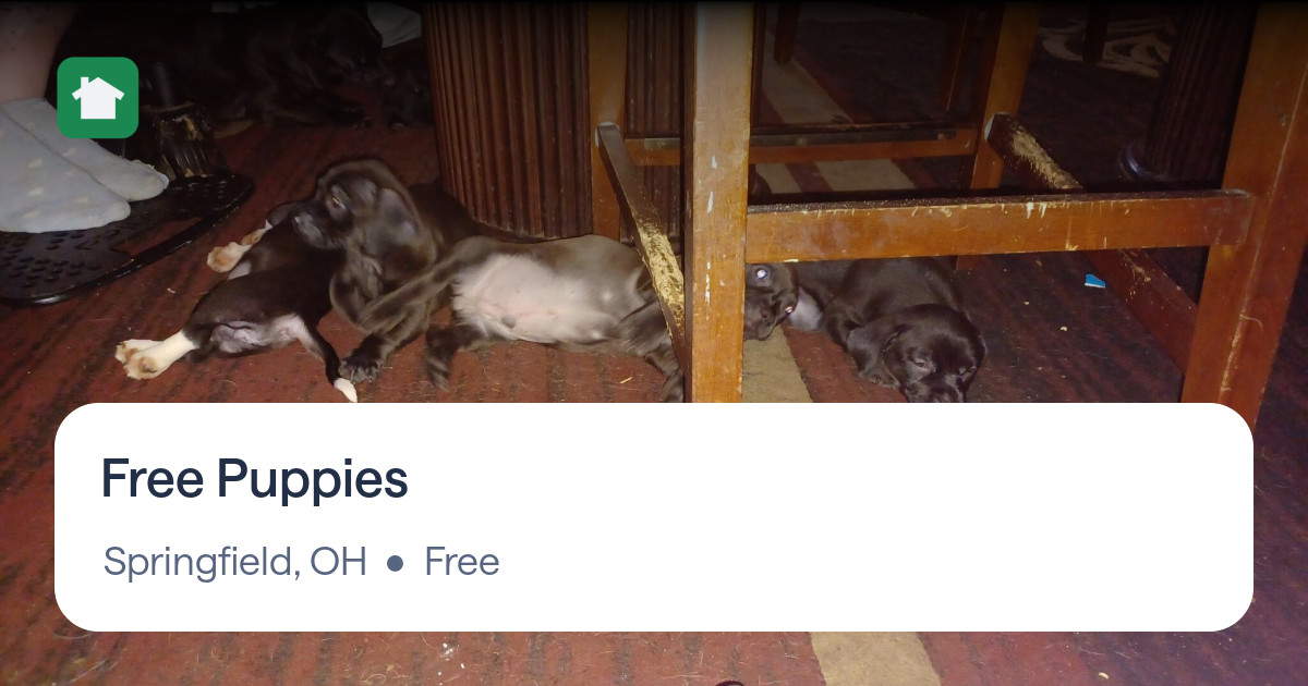 Free Puppies for Free in Springfield, OH For Sale & Free — Nextdoor