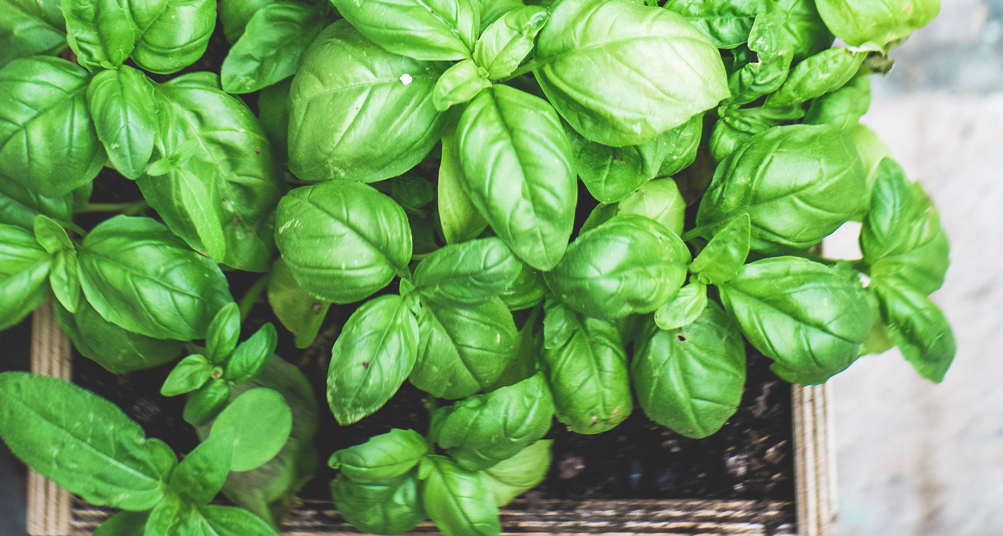 How to Grow an Herb Garden from Seeds Nextdoor Homestead