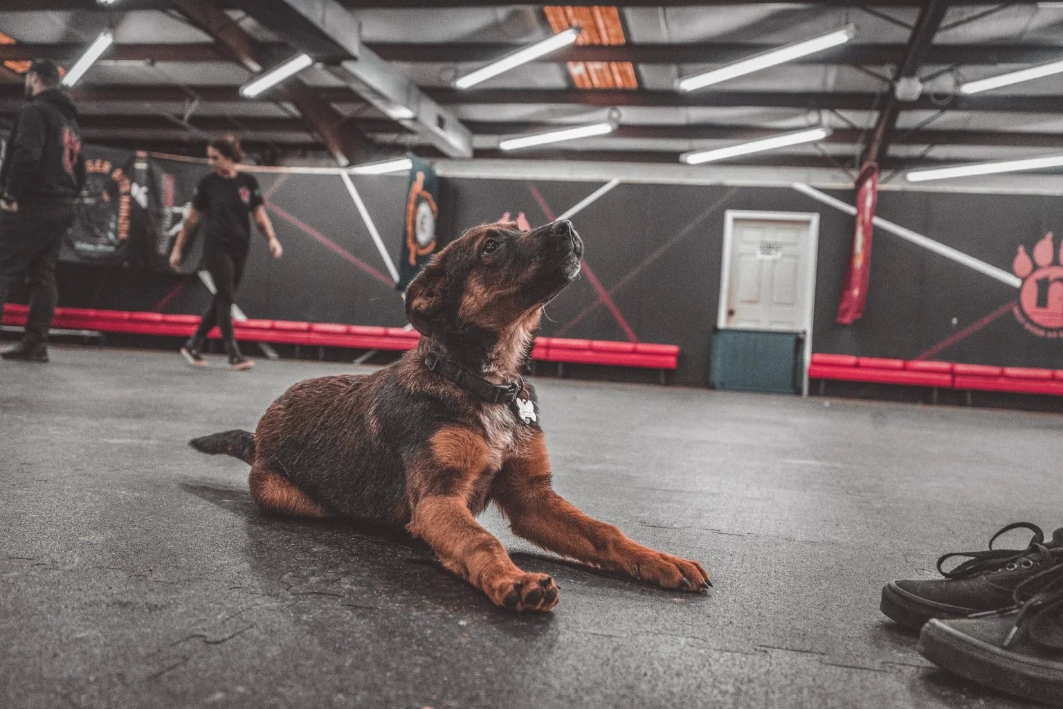 Join The Team Dog Training Business NextDoor K9 Solutions