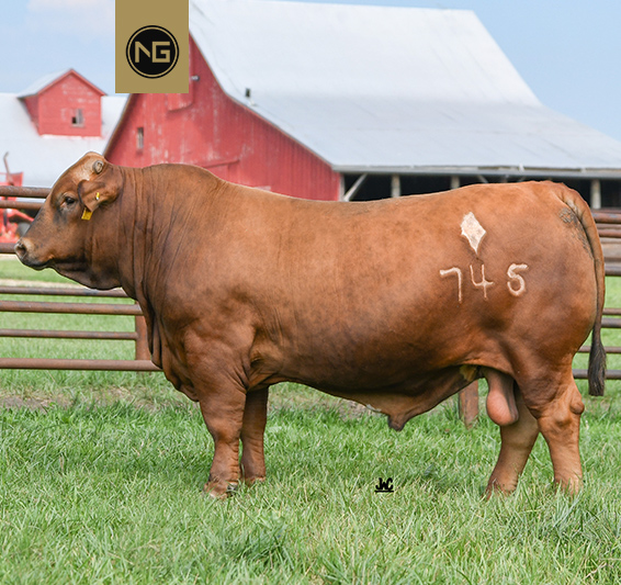 NextGen Cattle Beefmaster and Charolais Bull Semen for Sale