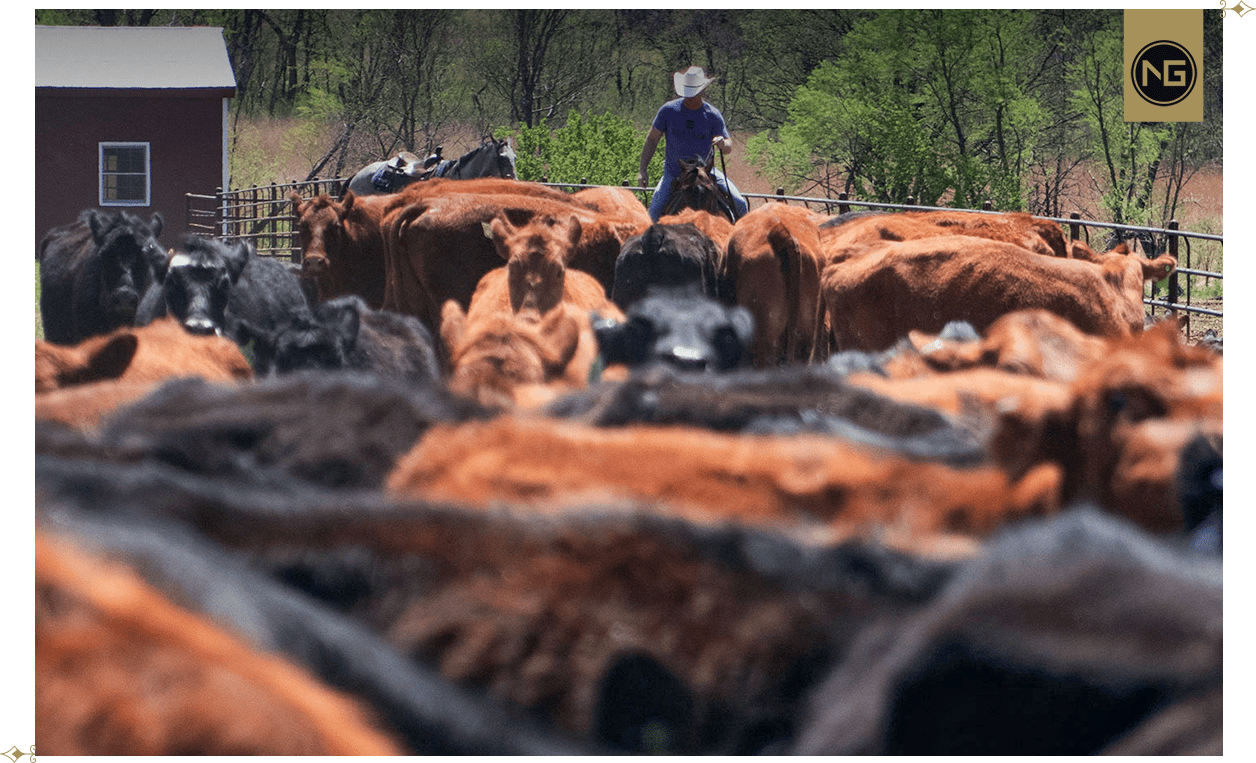NextGen Cattle Co Committed to providing you with the top charolais